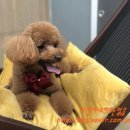 도그판타지 이미지