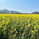 백일홍상사 이미지