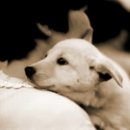 압구정웰동물병원 이미지