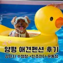 몽이네 | 서울 근교 양평 강아지 펜션 애견수영장 있는 몽이네 후기