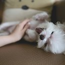 Dr.오즈동물병원 이미지