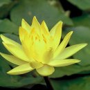 한림초등학교 이미지