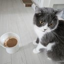 베베유카 | 고양이 유산균 요로캣 💚 후기