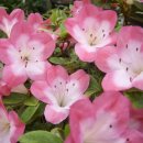 두꺼비타운