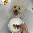 퍼피야미 이미지