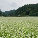 메밀꽃필무렵 이미지