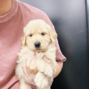 퍼피댕 안심분양소 강아지분양 애견입양 천안아산점 이미지