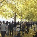 곡교천 은행나무길 이미지