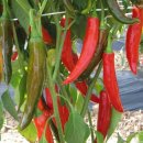 경북농업기술원 영양고추시험장 이미지