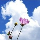 상록수 Daum카페