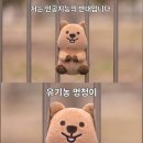 꽃카
