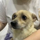까끌래뽀끌래 Daum카페