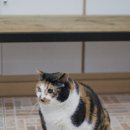 야옹동물병원 이미지