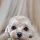 새침하개멍 이미지