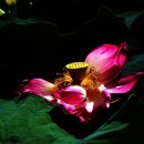 양산호수공원 이미지