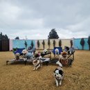 호야별 애견유치원 이미지