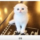 수원고양이분양 나비캣 이미지