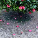 대연목장 이미지