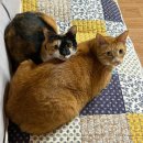 뉴세븐통닭 | 제발요~~