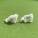 선사애견 이미지