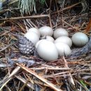 만리포헛개나무농장 이미지