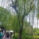 쑤저우13 - 중국의 4대 정원, 졸정원에서 예쁜 정원을 걷다! 이미지