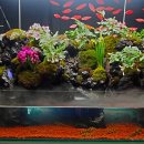 비바리움매니아 이미지