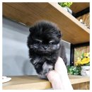 아이러브 독 이미지