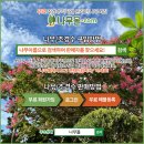 포포나무 60주정도 일괄정리 판매 이미지