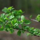 의성꽃화원 이미지