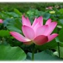 새벽이슬 이미지