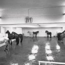 포베라(Povera) 이미지