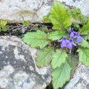 금란초교 이미지