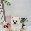 멍보드레 이미지