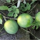 하늘농장6 이미지