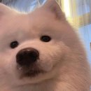 팻츠25