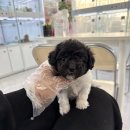 토이 켄넬 | 용인강아지분양 토이푸들 초보 보호자 기준 체크리스트 분양정보