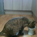 냥이 많은 식탁 이미지