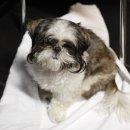 은행사거리 이미지