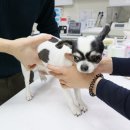 365동물병원 분당점 이미지