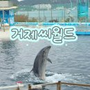 바다여행 | 거제 바다 옆 실내 여행, 거제씨월드 솔직 후기