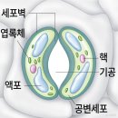 인간의 근본 탐구 식물의 증산작용 이미지