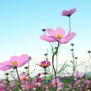 코스모스 이미지