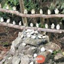 토토로마을 이미지