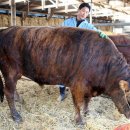 토종한우농장 이미지