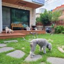 상희독스 아카데미 이미지