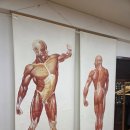 서초 강남 마사지 추천, 통증관리와 체형교정을 한번에 받은 뉴비본 후기