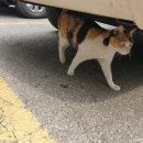 토리캣 스튜디오 | [궁디팡팡 캣페스타] 2019년 3월 봄 궁팡 후기! + 구매목록