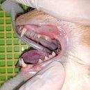 박물관옆동물병원 네이버블로그