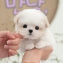 고창미용실 | 고창애견분양 후기 현실적으로 와닿았던 이유